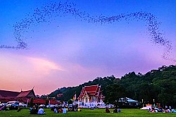 วัดเขาช่องพราน ค้างคาวร้อยล้าน