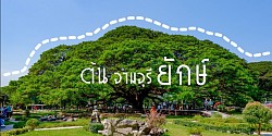 ต้นจามจุรียักษ์